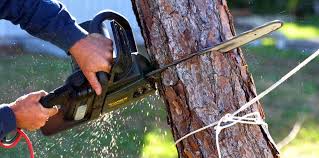 Best Root Management and Removal  in River Edge, NJ