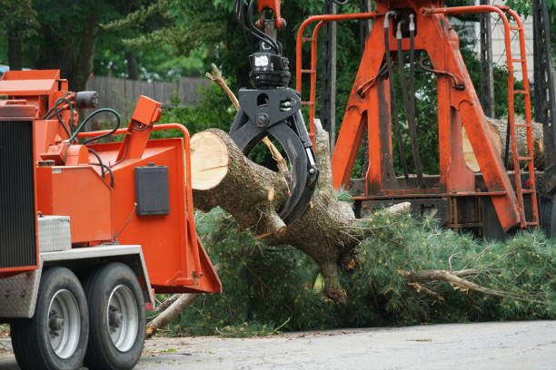 Best Lawn Grading and Leveling  in River Edge, NJ