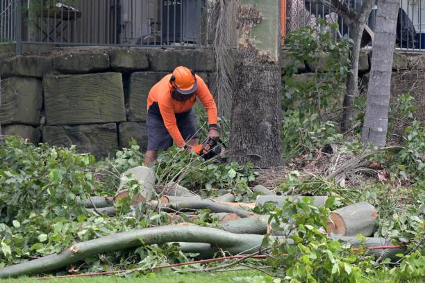 Best Commercial Tree Services  in River Edge, NJ